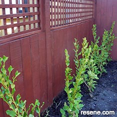 Restain a fence and trellis