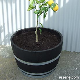 Barrel planter