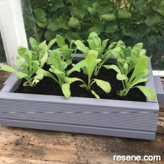 How to build a double-duty seed tray