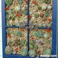 Create an garden window from succulents