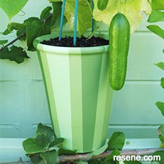 Paint a green striped terracotta  pot  plant for your cucumbers
