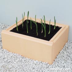 Make a mini garlic bed